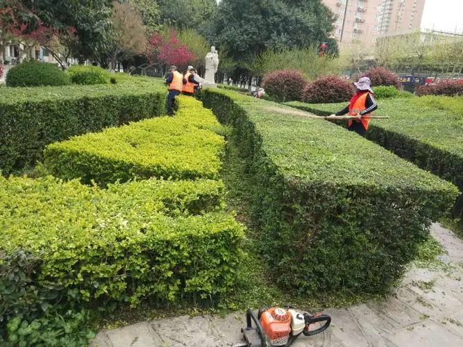 园林管理急需改进：乔灌木修剪操作规范化势在必行！