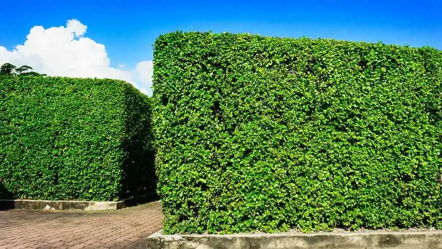 如何选择适合的植物进行园林绿化工程