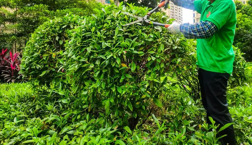 长宁区市政绿化工程造价