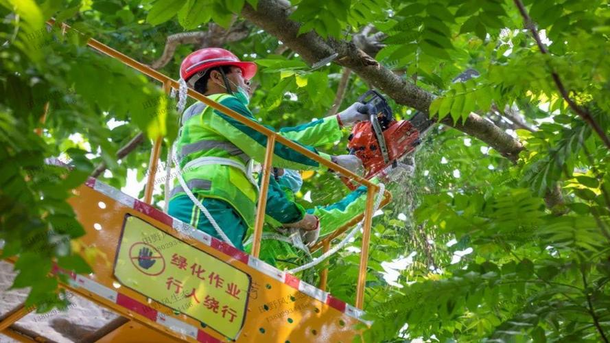 湖北绿化工程苗木基地地址