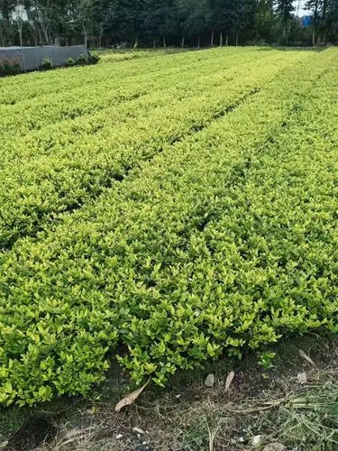 绿化工程议题有哪些内容